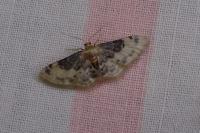 Idaea filicata