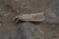 Chilo pulverosellus