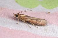 Pterothrixidia rufella