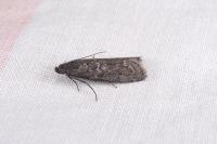 Pyla fusca