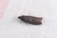 Pyla fusca
