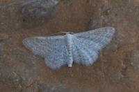 Idaea elongaria
