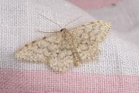 Idaea alyssumata/typicata