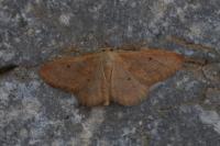 Idaea rubraria