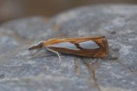 Catoptria pinella
