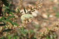 Cucullia absinthii