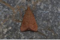 Hypsopygia incarnatalis