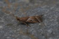 Nyctegretis lineana