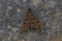 Dolicharthria bruguieralis