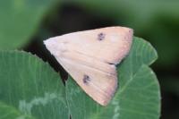 Rivula sericealis