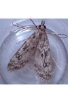 Eudonia truncicolella