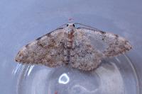 Scopula rufomixtaria
