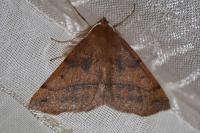 Colotois pennaria