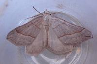 Scotopteryx luridata