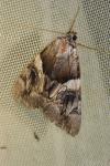 Catocala fulminea
