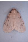 Paidia rica