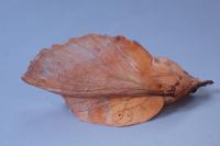 Gastropacha populifolia