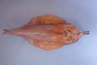 Gastropacha populifolia