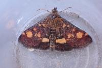 Pyrausta aurata