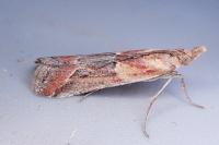 Ancylosis cinnamomella