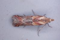 Ancylosis cinnamomella