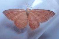 Idaea ochrata