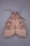 Eugnorisma depuncta