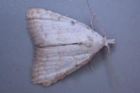 Nola aerugula