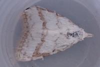 Nola aerugula