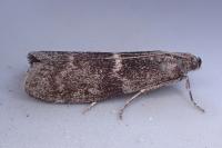 Apomyelois bistriatella