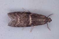 Apomyelois bistriatella