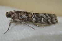 Dioryctria abietella