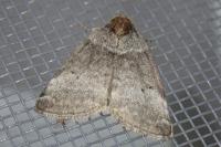Ochropacha duplaris