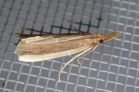 Donacaula mucronella
