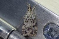 Eudonia lacustrata