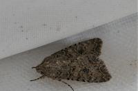 Anarta trifolii