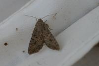 Anarta trifolii