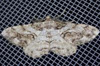 Peribatodes secundaria