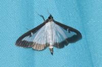 Cydalima perspectalis