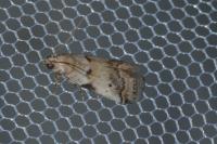Acrobasis fallouella