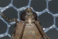 Acrobasis fallouella
