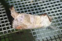 Clostera pigra