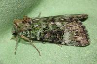 Anaplectoides prasinus