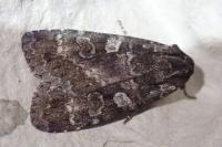 Eurois occulta