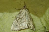Evergestis pallidata