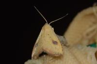 Rivula sericealis