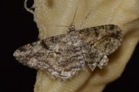Peribatodes rhomboidaria rhomboidaria