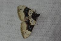 Cosmorhoe ocellata