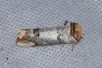 Phalera bucephala