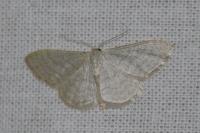 Idaea subsericeata